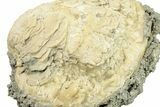 Fossil Clam (Mercenaria) - Ruck's Pit, FL #264739-3